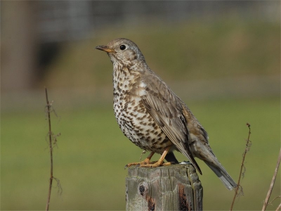 d200 500mm f14. 1/2oo veel lijsters gisteren,ook in zeewolde plus nog pestvogels omg elzenlaan.