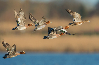 <i class='fa fa-user'></i> Willem Verhagen |   Smient  <i class='fa fa-eye'> 359</i>  <i class='fa fa-thumbs-up'> 27</i>   <i class='fa fa-comment-o'> 17</i>