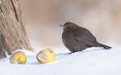 Deze winter was het dan eens een keer weer zo ver.
Een weekje sneeuw .
En dan wil je wel proberen wat sfeerplaatjes te schieten.