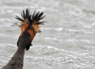 <i class='fa fa-user'></i> Richard Ubels |   Fuut  <i class='fa fa-eye'> 254</i>  <i class='fa fa-thumbs-up'> 6</i>   <i class='fa fa-comment-o'> 13</i>