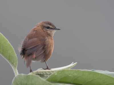 <i class='fa fa-user'></i> Paul van Giersbergen |   Kaneelstruikzanger  <i class='fa fa-eye'> 148</i>   <i class='fa fa-comment-o'> 4</i>