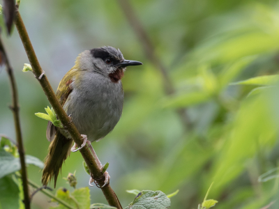 <i class='fa fa-user'></i> Paul van Giersbergen |   Eminiazanger  <i class='fa fa-eye'> 136</i>  <i class='fa fa-thumbs-up'> 1</i>   <i class='fa fa-comment-o'> 3</i>