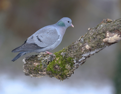 Opgelicht door de sneeuw, maar toch een heel ander winters  plaatje van de holenduif dan de andere uploads. Het was een saaie winter tot die ene arctische uitbarsting midden  februari. Mooi voor de fotograaf en net niet te lang voor de vogels.