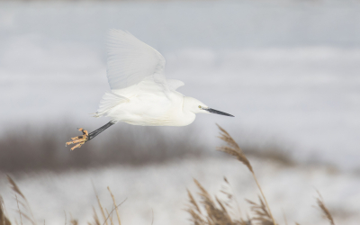 <i class='fa fa-user'></i> Lennart Verheuvel |   Kleine Zilverreiger  <i class='fa fa-eye'> 301</i>  <i class='fa fa-thumbs-up'> 20</i>   <i class='fa fa-comment-o'> 18</i>