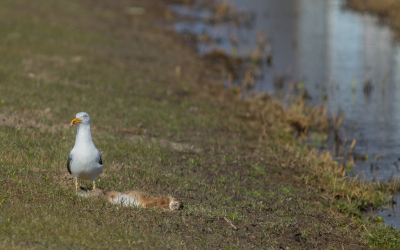 Deze Kleine mantelmeeuw werkte het laatste stukje vlees naar binnen; liep daarna statig naar de waterkant om zijn kop schoon te spoelen; en verdween vervolgens met lome gang naar het westen.