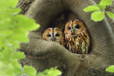 <i class='fa fa-user'></i> thijsglastra |   Bosuil  <i class='fa fa-eye'> 631</i>  <i class='fa fa-thumbs-up'> 37</i>   <i class='fa fa-comment-o'> 17</i>