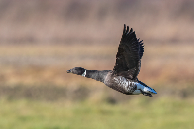 <i class='fa fa-user'></i> pjvantuil |   Zwarte Rotgans  <i class='fa fa-eye'> 271</i>   <i class='fa fa-comment-o'> 8</i>