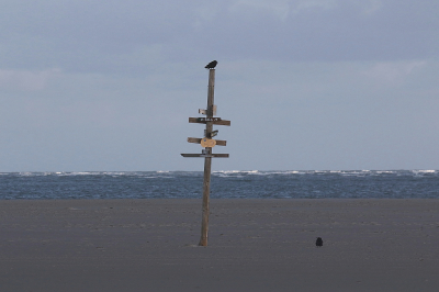 Lekker 's ochtend vroeg naar het Badstrand waar twee zwarte kraaien bij elkaar zaten. Op de achtergrond de Noordzee. Ik vond het een leuke contrast de kraai op de bordjes.