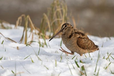 <i class='fa fa-user'></i> Rob Kuiper |   Houtsnip  <i class='fa fa-eye'> 333</i>  <i class='fa fa-thumbs-up'> 16</i>   <i class='fa fa-comment-o'> 11</i>