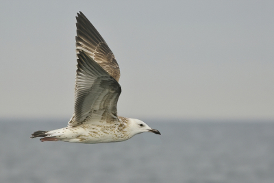 <i class='fa fa-user'></i> Gerard Visser |   Pontische Meeuw  <i class='fa fa-eye'> 255</i>  <i class='fa fa-thumbs-up'> 8</i>   <i class='fa fa-comment-o'> 12</i>