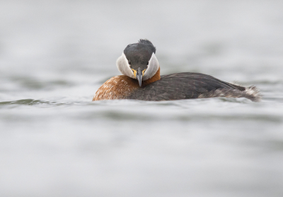 <i class='fa fa-user'></i> cornekoopmans |   Roodhalsfuut  <i class='fa fa-eye'> 397</i>  <i class='fa fa-thumbs-up'> 20</i>   <i class='fa fa-comment-o'> 15</i>