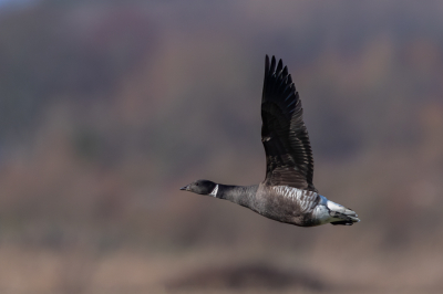 <i class='fa fa-user'></i> pjvantuil |   Zwarte Rotgans  <i class='fa fa-eye'> 213</i>   <i class='fa fa-comment-o'> 11</i>