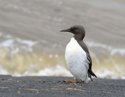 <i class='fa fa-user'></i> henkdikkers |   Zeekoet  <i class='fa fa-eye'> 258</i>  <i class='fa fa-thumbs-up'> 13</i>   <i class='fa fa-comment-o'> 21</i>