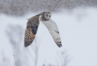 <i class='fa fa-user'></i> Ben Reitsma |   Velduil  <i class='fa fa-eye'> 451</i>  <i class='fa fa-thumbs-up'> 31</i>   <i class='fa fa-comment-o'> 21</i>