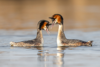 We zijn nog maar een paar jaar in de ban van de vogels, maar de balts van de Futen vind ik toch wel een van de mooiste dingen die we tot nu toe hebben gezien. Het valt nog lang niet mee om dat goed op de foto te krijgen, gelukkig krijg je elk jaar een nieuwe kans.