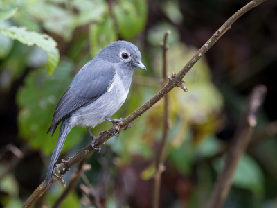 <i class='fa fa-user'></i> Paul van Giersbergen |   Bergdrongovliegenvanger  <i class='fa fa-eye'> 147</i>  <i class='fa fa-thumbs-up'> 1</i>   <i class='fa fa-comment-o'> 1</i>