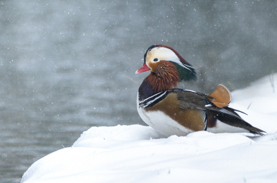 Wat spat deze eind uit met zijn kleuren, vooral in de sneeuw. Ik keek het het raam bij een vriend van me en opeens zag ik deze eend aan de waterkant zitten. Deze vriend had de mandarijneend nog nooit eerder in de stroom voor zijn huis gezien.