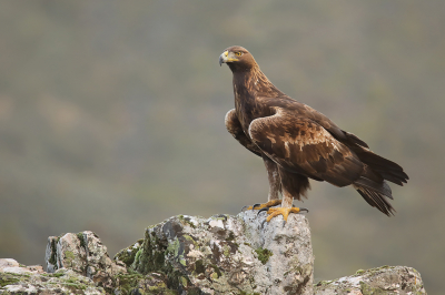 <i class='fa fa-user'></i> thijsglastra |   Steenarend  <i class='fa fa-eye'> 754</i>  <i class='fa fa-thumbs-up'> 33</i>   <i class='fa fa-comment-o'> 41</i>