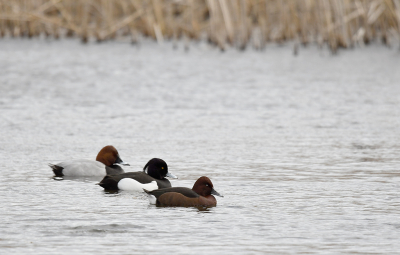 <i class='fa fa-user'></i> Eric Gibcus |   Witoogeend  <i class='fa fa-eye'> 285</i>  <i class='fa fa-thumbs-up'> 2</i>   <i class='fa fa-comment-o'> 9</i>