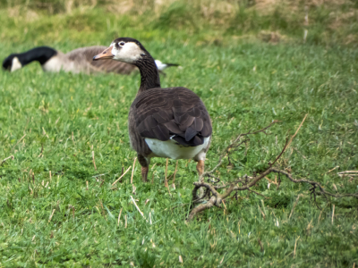 Deze gans zat tussen de grauwe ganzen en de Canadese gansen. Is dit een kruising tussen deze twee soorten. Vond de gans behoorlijk donker op zijn rug. Er waren er twee tussen de tientallen andere ganzen.
Weet iemand wat voor soort dit is?