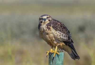 <i class='fa fa-user'></i> PeterBoers | Prairiebuizerd  <i class='fa fa-eye'> 243</i>  <i class='fa fa-thumbs-up'> 1</i>   <i class='fa fa-comment-o'> 3</i>