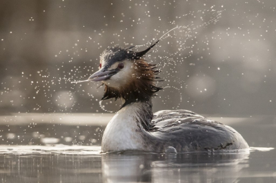 <i class='fa fa-user'></i> steppeke |   Fuut  <i class='fa fa-eye'> 360</i>  <i class='fa fa-thumbs-up'> 34</i>   <i class='fa fa-comment-o'> 20</i>