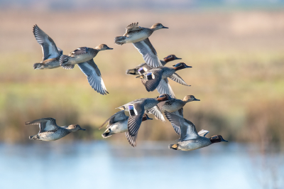 <i class='fa fa-user'></i> kevinhollmann |   Wintertaling  <i class='fa fa-eye'> 317</i>  <i class='fa fa-thumbs-up'> 8</i>   <i class='fa fa-comment-o'> 13</i>