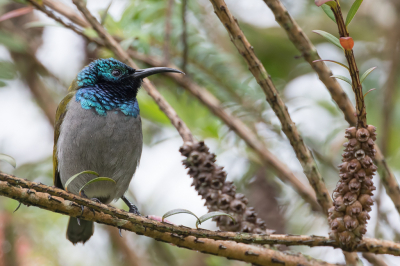 <i class='fa fa-user'></i> Paul van Giersbergen |   Groenkophoningzuiger  <i class='fa fa-eye'> 147</i>  <i class='fa fa-thumbs-up'> 1</i>   <i class='fa fa-comment-o'> 1</i>