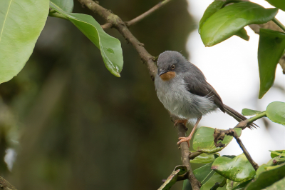 <i class='fa fa-user'></i> Paul van Giersbergen |   Bergapalis  <i class='fa fa-eye'> 154</i>   <i class='fa fa-comment-o'> 0</i>