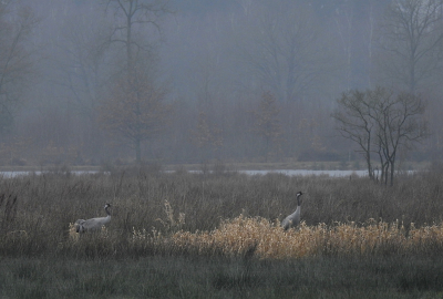 <i class='fa fa-user'></i> sieb |   Kraanvogel  <i class='fa fa-eye'> 390</i>  <i class='fa fa-thumbs-up'> 23</i>   <i class='fa fa-comment-o'> 18</i>