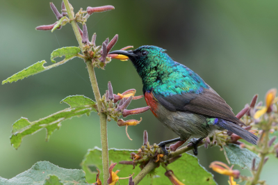 <i class='fa fa-user'></i> Paul van Giersbergen |   Preuss' Honingzuiger  <i class='fa fa-eye'> 152</i>  <i class='fa fa-thumbs-up'> 2</i>   <i class='fa fa-comment-o'> 1</i>