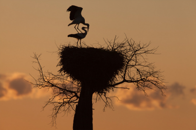 <i class='fa fa-user'></i> Adri Gr Nuelend |   Ooievaar  <i class='fa fa-eye'> 245</i>  <i class='fa fa-thumbs-up'> 15</i>   <i class='fa fa-comment-o'> 9</i>