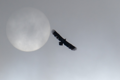 <i class='fa fa-user'></i> pjvantuil |   Zeearend  <i class='fa fa-eye'> 411</i>  <i class='fa fa-thumbs-up'> 24</i>   <i class='fa fa-comment-o'> 14</i>