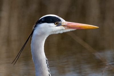 Deze reiger zat zo dicht bij , en nam niet de moeite on weg te vliegen.
zo kon ik mooi een close up van hem maken.