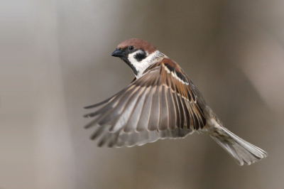 <i class='fa fa-user'></i> horneman69 |   Ringmus  <i class='fa fa-eye'> 305</i>  <i class='fa fa-thumbs-up'> 23</i>   <i class='fa fa-comment-o'> 13</i>