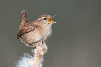 <i class='fa fa-user'></i> Vincent Vuik |   Winterkoning  <i class='fa fa-eye'> 508</i>  <i class='fa fa-thumbs-up'> 44</i>   <i class='fa fa-comment-o'> 23</i>