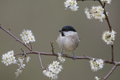 <i class='fa fa-user'></i> Gejo Wassink |   Glanskop  <i class='fa fa-eye'> 303</i>  <i class='fa fa-thumbs-up'> 19</i>   <i class='fa fa-comment-o'> 13</i>