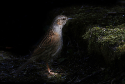 <i class='fa fa-user'></i> Gejo Wassink |   Heggenmus  <i class='fa fa-eye'> 137</i>  <i class='fa fa-thumbs-up'> 3</i>   <i class='fa fa-comment-o'> 22</i>