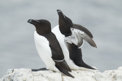 <i class='fa fa-user'></i> Gert-Jan Cromwijk |   Alk  <i class='fa fa-eye'> 281</i>  <i class='fa fa-thumbs-up'> 2</i>   <i class='fa fa-comment-o'> 4</i>