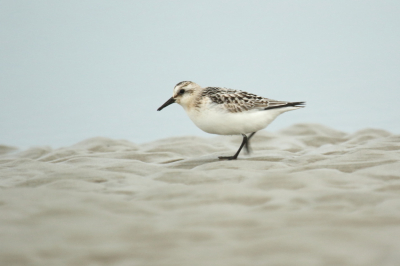 'S Ochtends lekker naar het strand strandlopers e.d. fotograferen. Plat op een handdoek gaan liggen (met als gevolg een nat pak) om de vogels in beeld te krijgen.