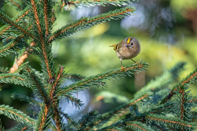 <i class='fa fa-user'></i> Freddy69 |   Goudhaan  <i class='fa fa-eye'> 117</i>   <i class='fa fa-comment-o'> 20</i>