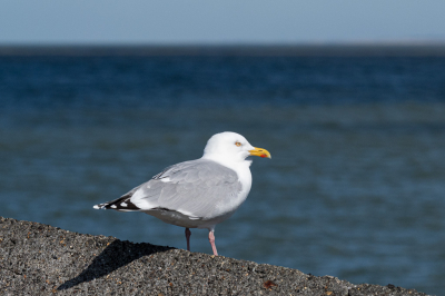 Verbazend weinig vogels op de pier, maar deze toch gezien. Bleef goed zitten en door het harde licht vond ik hem/haar mooi in contrast met de omgeving