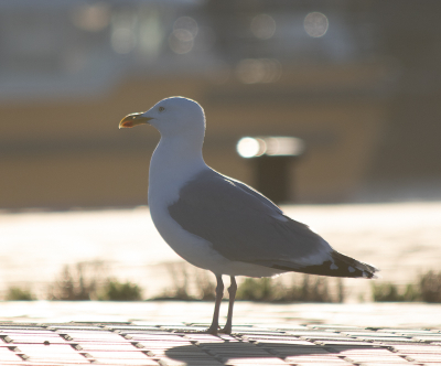 <i class='fa fa-user'></i> Jan Lohman |   Zilvermeeuw  <i class='fa fa-eye'> 120</i>   <i class='fa fa-comment-o'> 19</i>