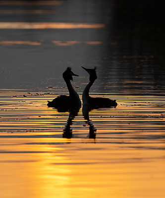 <i class='fa fa-user'></i> Ruud Scherpenisse |   Fuut  <i class='fa fa-eye'> 125</i>  <i class='fa fa-thumbs-up'> 1</i>   <i class='fa fa-comment-o'> 22</i>