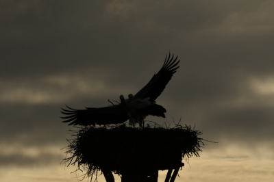 <i class='fa fa-user'></i> erwinhamer |   Ooievaar  <i class='fa fa-eye'> 107</i>  <i class='fa fa-thumbs-up'> 1</i>   <i class='fa fa-comment-o'> 19</i>