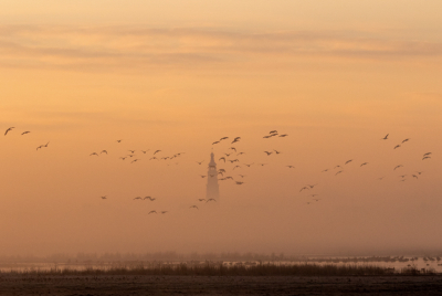 <i class='fa fa-user'></i> Rianne Geelhoed |   Grauwe Gans  <i class='fa fa-eye'> 123</i>  <i class='fa fa-thumbs-up'> 3</i>   <i class='fa fa-comment-o'> 21</i>