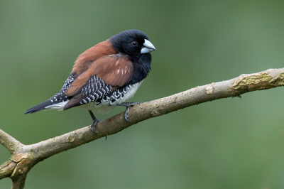 <i class='fa fa-user'></i> Paul van Giersbergen |   Bruinrugekstertje  <i class='fa fa-eye'> 158</i>  <i class='fa fa-thumbs-up'> 4</i>   <i class='fa fa-comment-o'> 3</i>