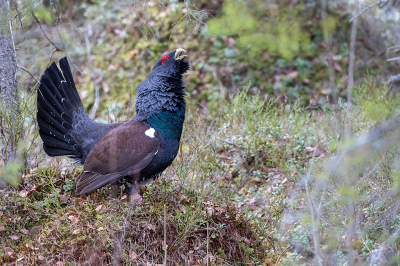 <i class='fa fa-user'></i> Alex Roetemeijer |   Auerhoen  <i class='fa fa-eye'> 450</i>  <i class='fa fa-thumbs-up'> 8</i>   <i class='fa fa-comment-o'> 15</i>