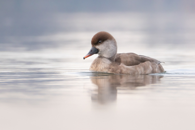 <i class='fa fa-user'></i> Vincent Vuik |   Krooneend  <i class='fa fa-eye'> 330</i>  <i class='fa fa-thumbs-up'> 29</i>   <i class='fa fa-comment-o'> 20</i>