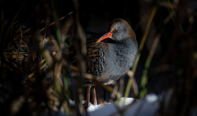 <i class='fa fa-user'></i> BasvanGennip |   Waterral  <i class='fa fa-eye'> 216</i>  <i class='fa fa-thumbs-up'> 14</i>   <i class='fa fa-comment-o'> 9</i>